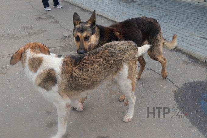 В Нижнекамске предпримут еще одну попытку найти подрядчика для отлова собак