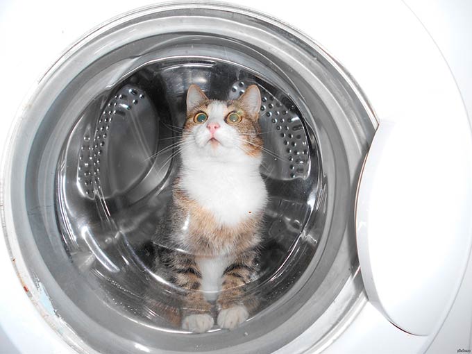 В Тюмени случайно постирали кошку, которая уснула в стиральной машине