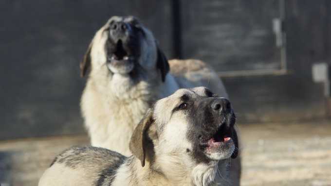 Жительница Нижнекамска пожаловалась на агрессивных собак, гуляющих по территории строящегося детсада