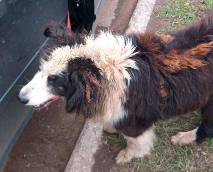«Тошнило даже врачей»: В Нижнекамске спасли собаку с вросшим в шею ошейником