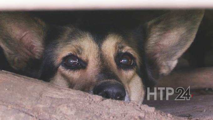 В Нижнекамске щенков разлучили с матерью и замуровали под гаражом