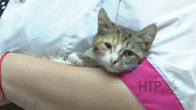 Спасенному сотрудниками ГИБДД Нижнекамска котенку пришлось ампутировать лапку