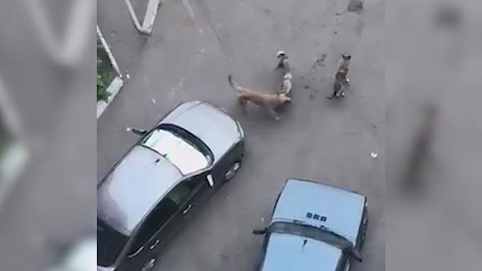 В Нижнекамске свора бродячих собак разодрала кошку
