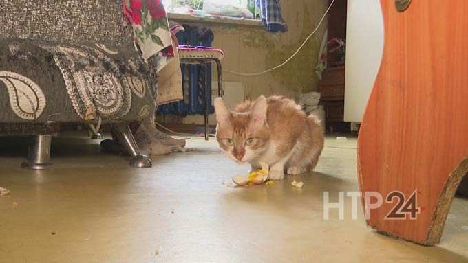 В Нижнекамске кота заперли в квартире на 3 дня
