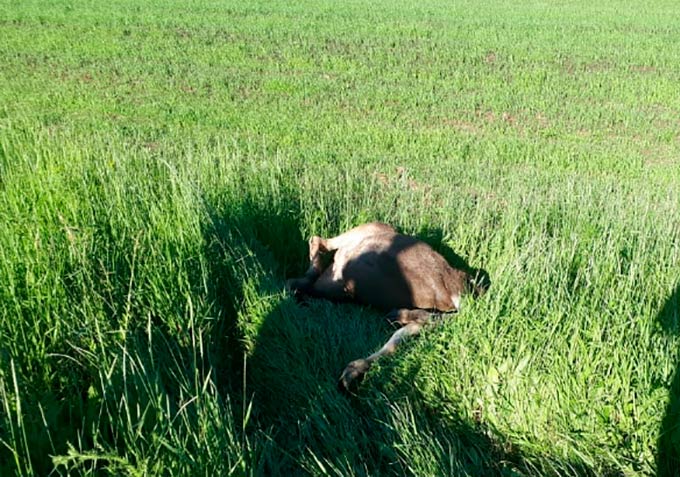 В Татарстане возле знака «Дикие животные» насмерть сбили лося