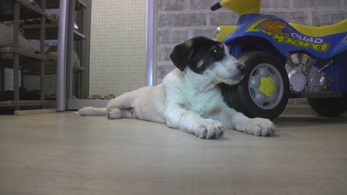 Жительница Нижнекамска ищет хозяина щенку, которого сбила машина