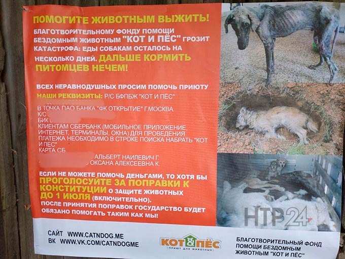 В соцсетях обсуждают плакат от имени казанского фонда помощи животным о голосовании по поправкам