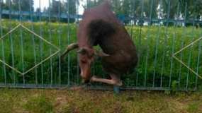 Лось в Татарстане зацепился за забор и погиб