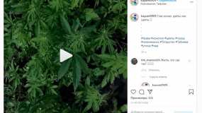 Горожанин снял в свой Инстаграм делянку конопли в нижнекамском микрорайоне