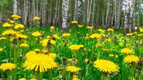 В среду в Татарстане будет тепло и без осадков - НТР 24