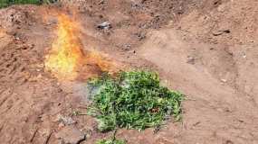 Полицейские сожгли коноплю, которая росла на клумбе в Нижнекамске