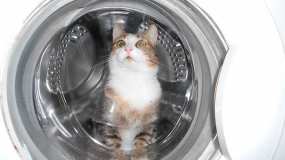 В Тюмени случайно постирали кошку, которая уснула в стиральной машине