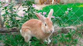В районе Татарстана массово умирают кролики