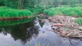 Расчленённый труп мужчины с силиконовой грудью нашёл в реке школьник в Ленинградской области