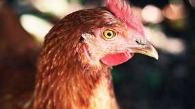 В татарстанской курице нашли бактерию поражающую нервную систему - НТР 24