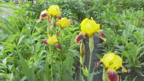 В Нижнекамске незрячий горожанин разбил цветник во дворе дома - НТР 24