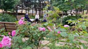 Нижнекамка рассказала, как вырастить пышный цветник во дворе городского дома - НТР 24