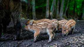 В Татарстане автолюбитель насмерть сбил детенышей кабана - НТР 24