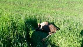 В Татарстане возле знака «Дикие животные» насмерть сбили лося