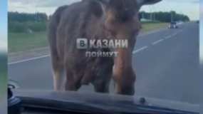 На трассе в Татарстане агрессивный лось нападал на машины