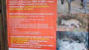 В соцсетях обсуждают плакат от имени казанского фонда помощи животным о голосовании по поправкам - НТР 24