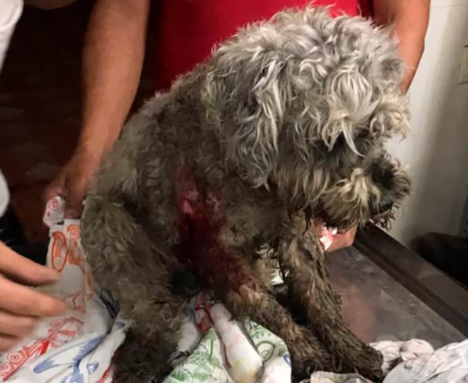 Бойцовский пёс напал на маленькую собаку в Челнах