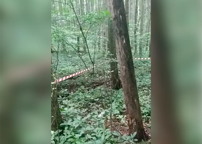 В лесу нашли привязанный скотчем к дереву труп