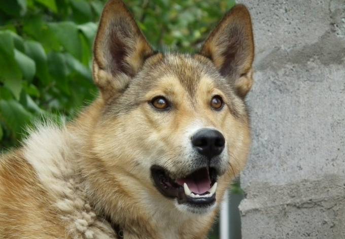 Жители Нижнекамского района заступились за мужчину, которому грозит наказание за убийство собаки