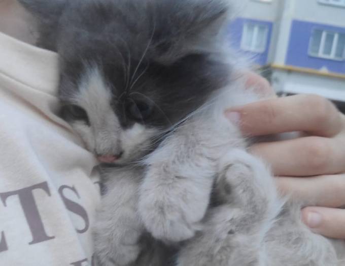 В Нижнекамске котёнка, который застрял под капотом машины, спасли