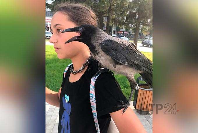 Соцсети: юная нижнекамка гуляет по городу с домашней вороной
