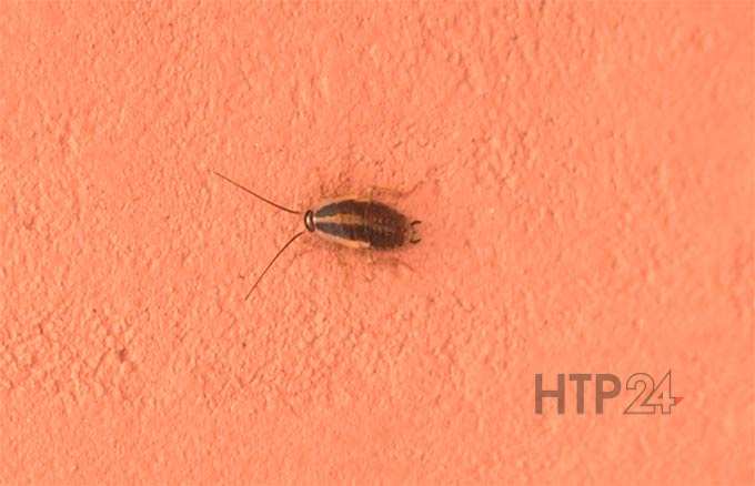 Тараканы «захватили» многоквартирный дом в Нижнекамске