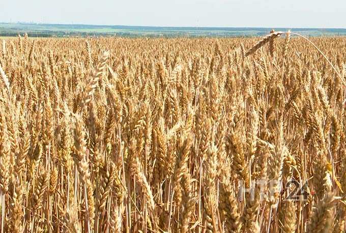Нижнекамские аграрии планируют побить рекорд по сбору зерна