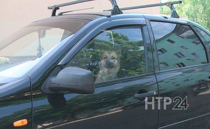 В Нижнекамске приезжий мужчина несколько недель держит собаку в запертой машине