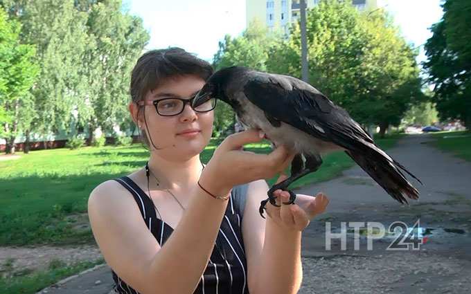 В Нижнекамске завелась ещё одна ручная ворона