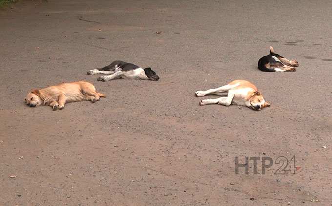 Зооволонтёры не доверяют фирме, которая будет чипировать бродячих собак в Нижнекамске