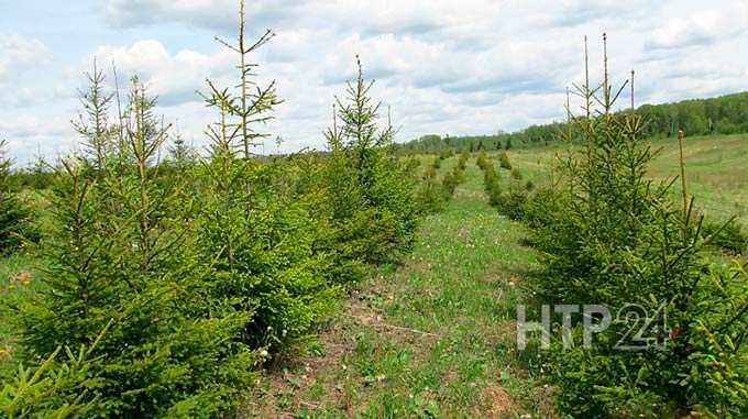В Татарстане с начала года восстановили 850 гектаров леса
