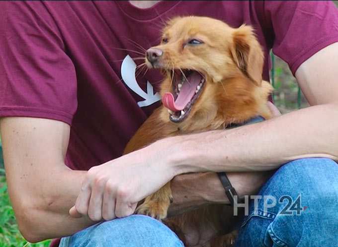 В России хотят ввести обязательную регистрацию домашних собак