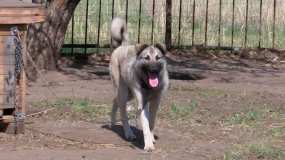 Нижнекамцы боятся отпускать детей гулять из-за злых собак - НТР 24