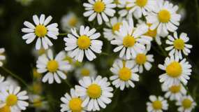 8 июля нижнекамцы отметят День семьи, любви и верности - НТР 24