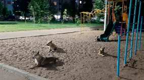 Собачья стая обосновалась на детской площадке в Нижнекамске