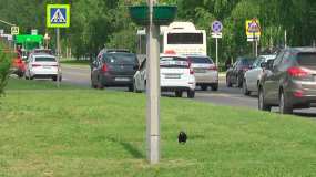 В России хотят повысить штрафы для автомобилистов - НТР 24