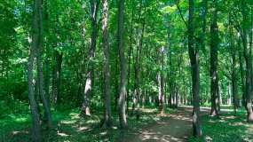 В Татарстане ввели временный запрет на посещение лесов