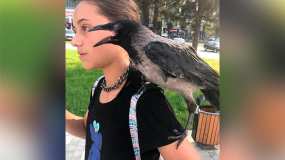 Соцсети: юная нижнекамка гуляет по городу с домашней вороной