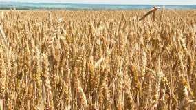 Нижнекамские аграрии планируют побить рекорд по сбору зерна