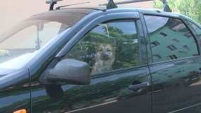 В Нижнекамске приезжий мужчина несколько недель держит собаку в запертой машине
