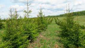 В Татарстане с начала года восстановили 850 гектаров леса