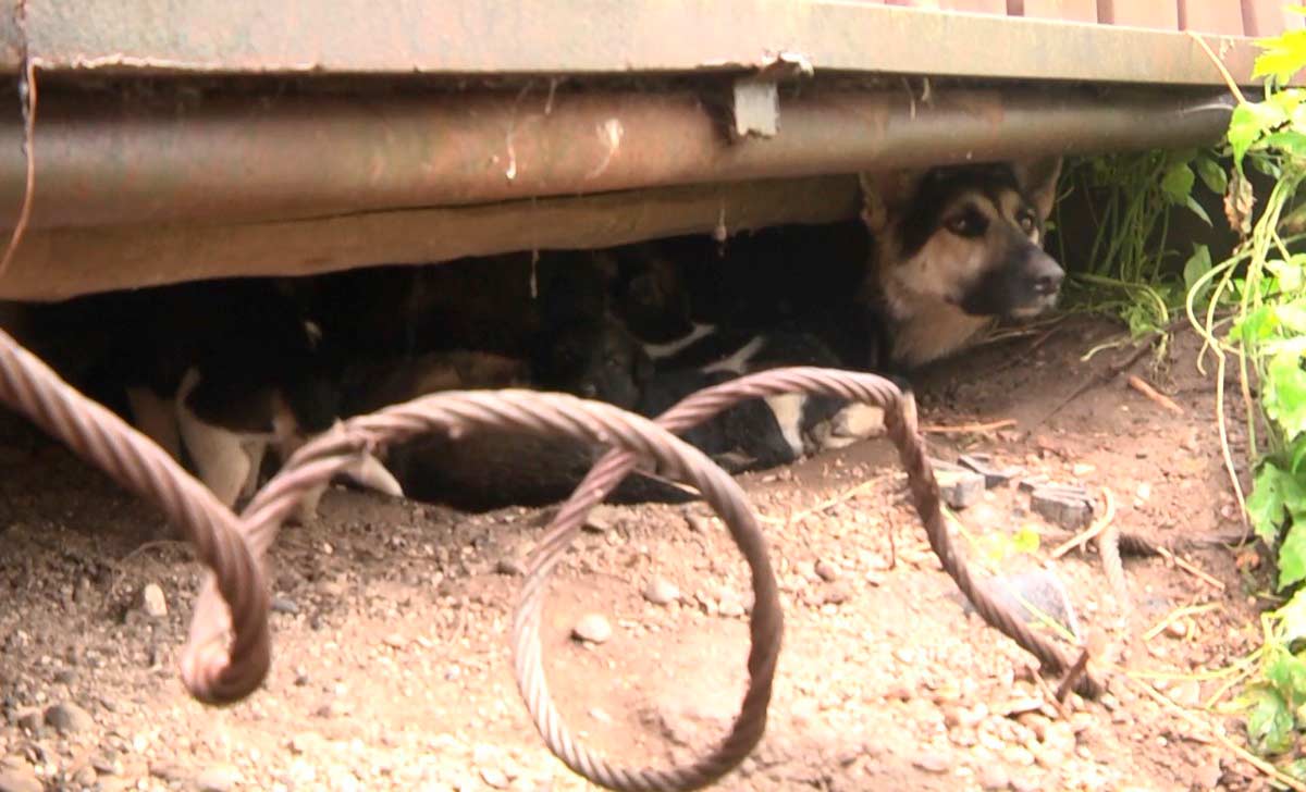 Бездомные собаки держат в страхе нижнекамский посёлок