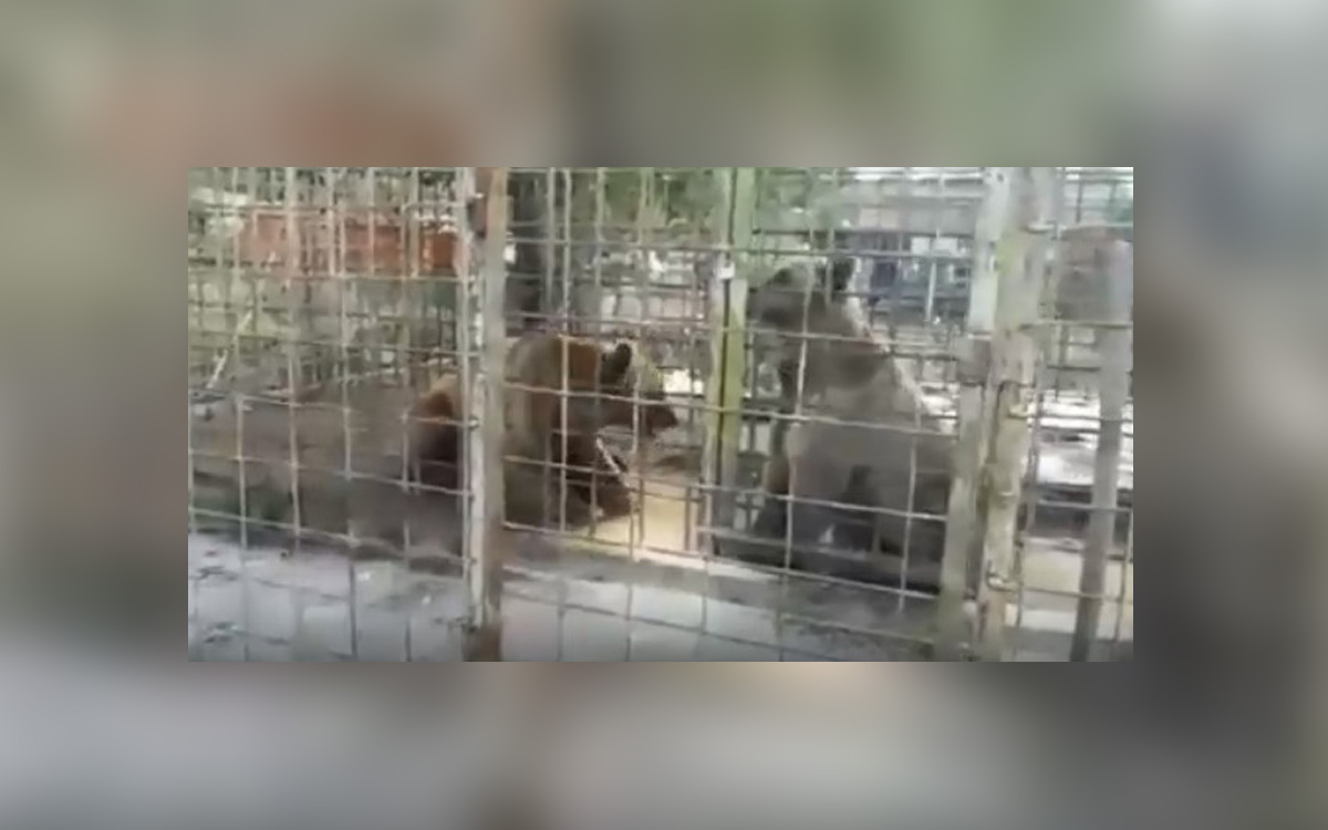 Дикие медведи в клетке растерзали 11-летнего мальчика