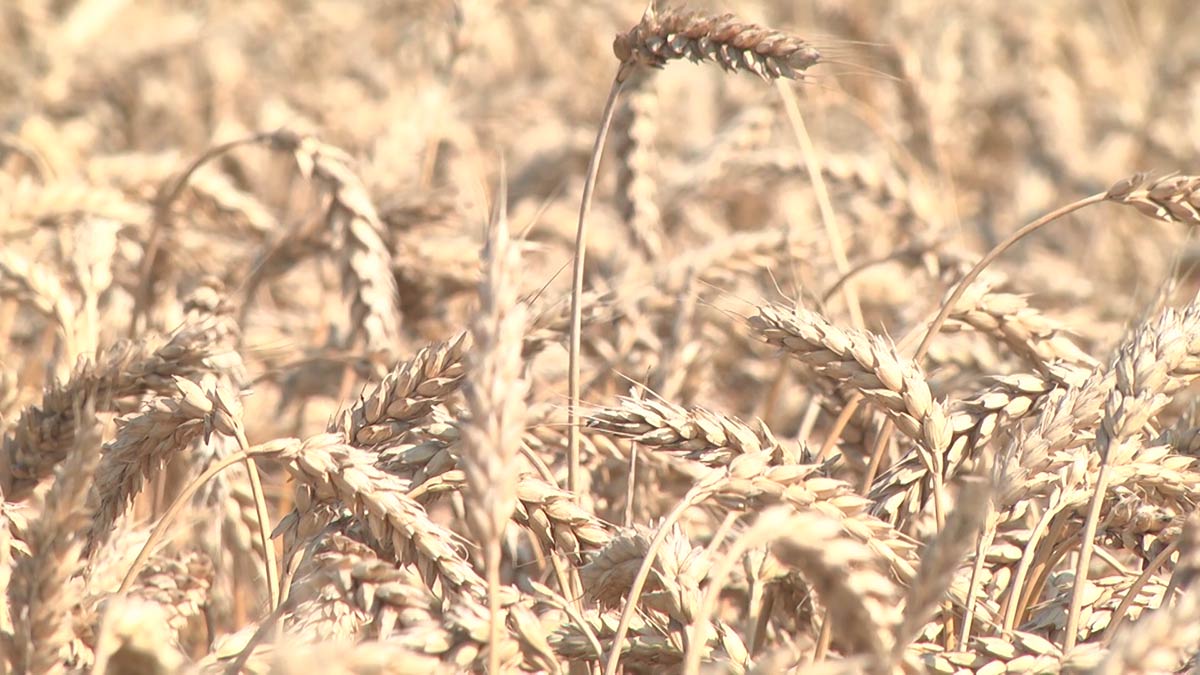 В Татарстане намолотили второй миллион тонн зерна нового урожая