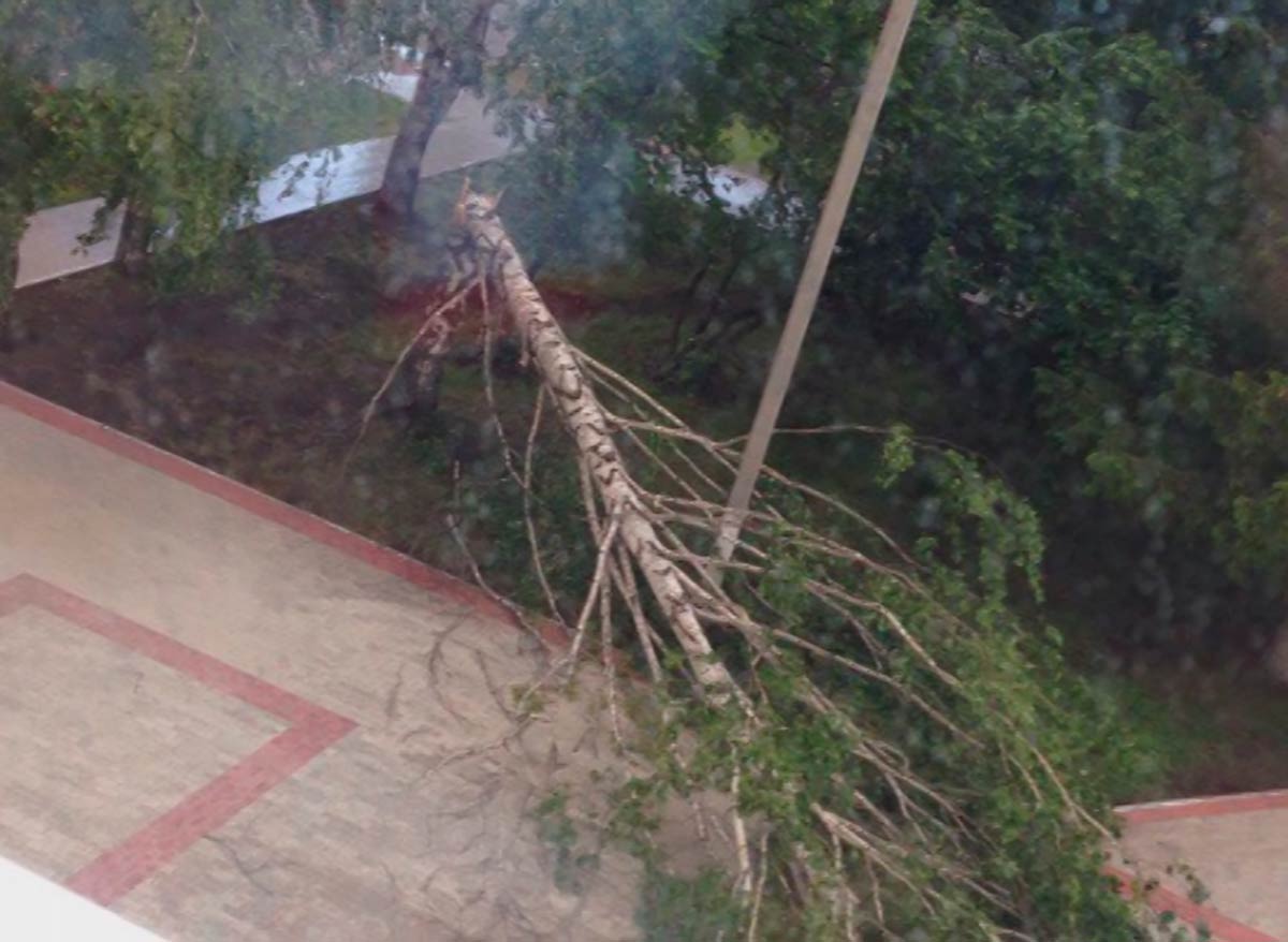 Женщина засудила школу за упавшее на автомобиль дерево
